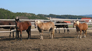 Reitverein Vordorf